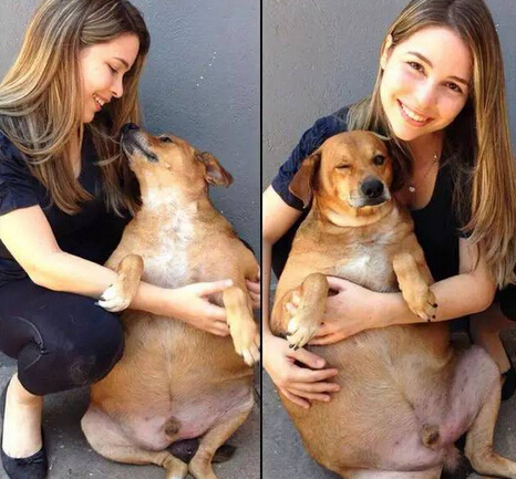 它本可能最幸福的流浪狗 却因爱心差点送命