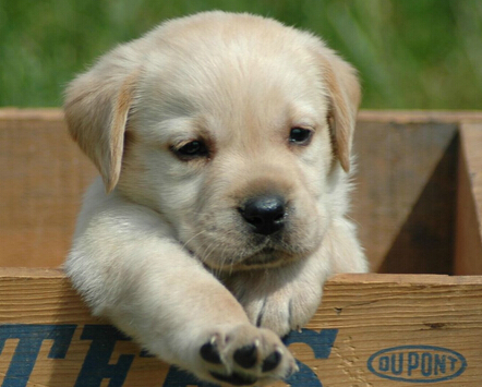 无妄之灾 狗狗打闹不幸绊倒路过的路人