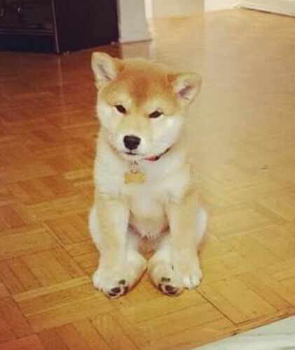 超可爱小柴犬笑不拢嘴 被称小天使