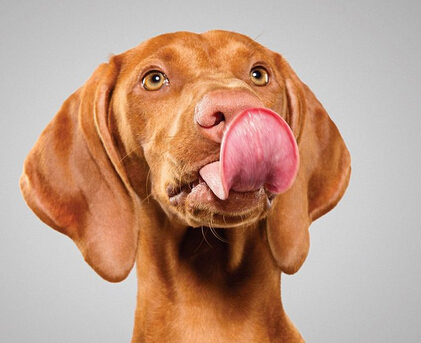 狗狗舔鼻子照片曝光 超可爱萌坏众人