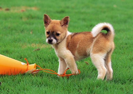 爱狗人士给狗狗带价值百万美金的头饰