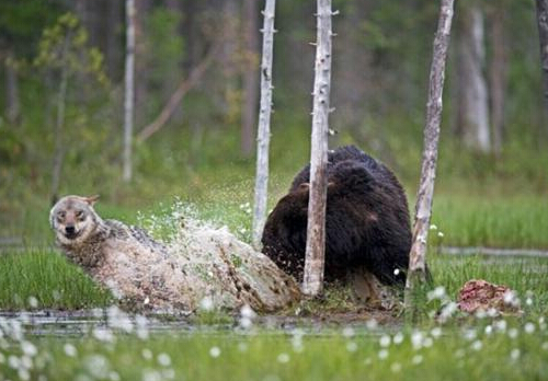 狗狗冲进火场救幼猫 跨物种的无私爱