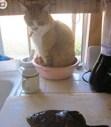 我就看看 我不吃