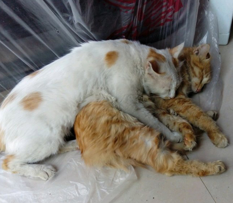 爱情就是这么的简单