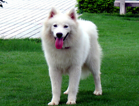 女司机为找丢失狗狗 高速公路逆向行驶