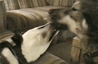 来个法式热吻吧，亲