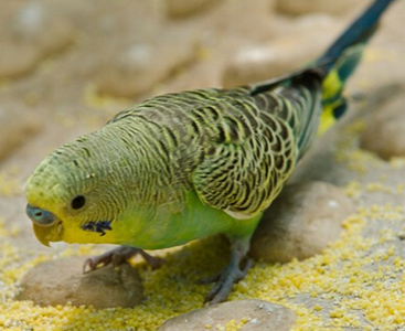 怎样让虎皮鹦鹉说话 训练不能太急切