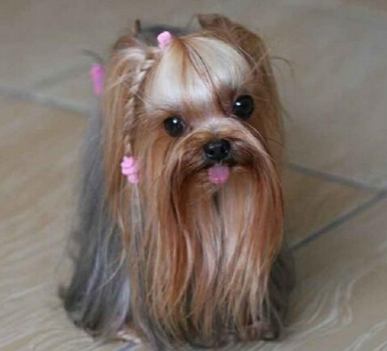 狗狗被困深沟5周 靠猫咪送食物终获救