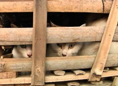 undefined{{pos:,w:,h:}}