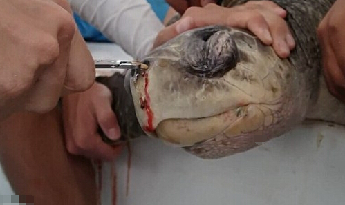 海龟鼻子插入吸管长达12厘米 拔出场景令人揪心