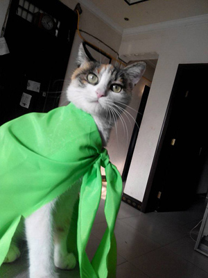 超人猫来了，可以试飞一下吗？