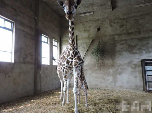 undefined{{pos:,w:,h:}}