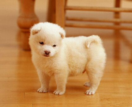 女孩为专心养狗舍弃工作专心在家养狗