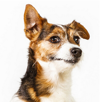 “一家三口”的结婚证 大学生抱狗狗登记结婚