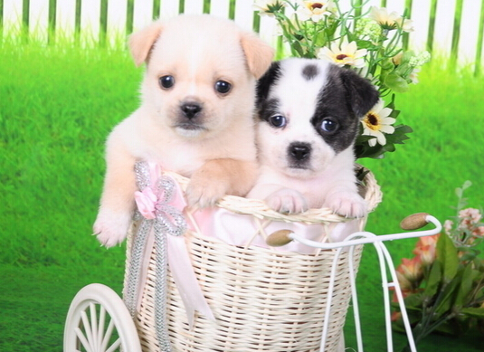 狗狗入住白宫 羡煞一大群的爱狗人士