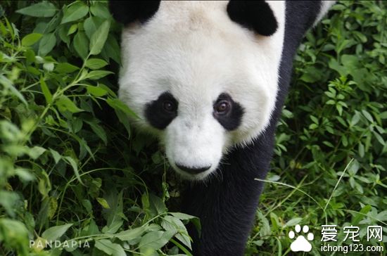 “假孕”的大熊猫爱浜。图片来源:PANDAPIA