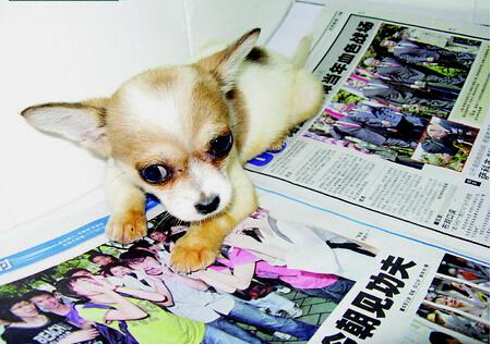 吉娃娃认错主人 现主人登报希望原主人能早日认领