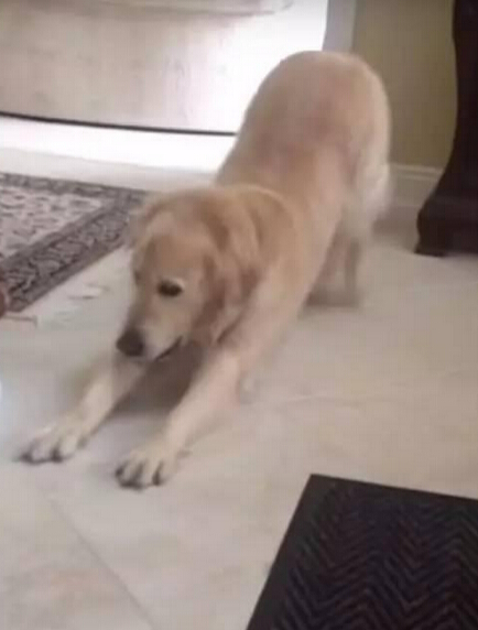 知道自己将被屠宰 白猫爬上铁笼的一幕让无数人心碎！