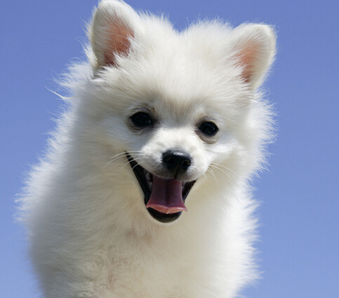 狗狗母爱爆发 从三楼跳下给幼崽喂奶