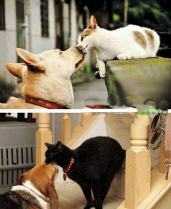 你们吻得太逼真