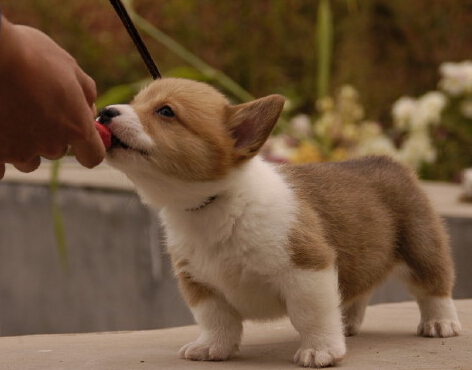 国内惊现狗狗学校 花一万便可让狗狗成才