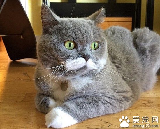 有时候也要思考下猫生