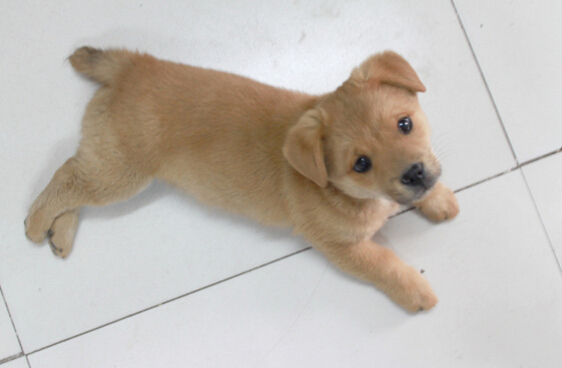 网购狗狗存在隐患 贵宾犬瞬间变成土狗