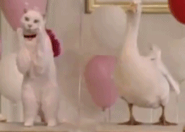 猫咪和鸭子一起跳舞