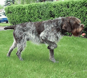 刚毛指示格里芬犬生病怎么办 要分析病情