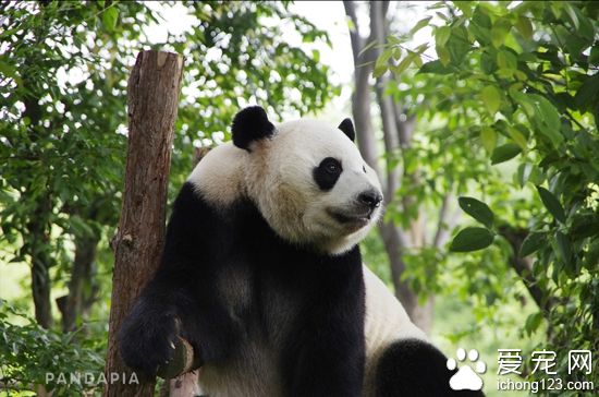 爱浜:“嗯?怪我咯?”图片来源:PANDAPIA