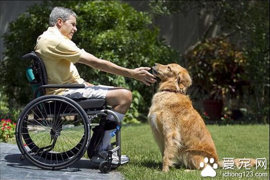 主人摔车身体麻痹 黄金猎犬沿路找邻居救人