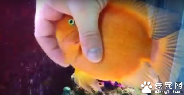 宠物鱼享受被抚摸及按摩的“弹指之间”