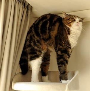 永远不要试图了解一直喵的想法