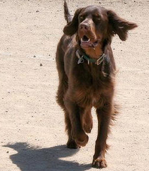 如何喂养哥顿雪达犬 注意不可乱给零食
