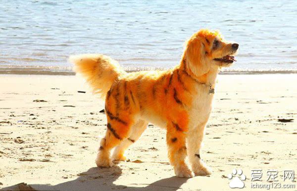 宠物美容师把宠物狗染成老虎的模样 吸引了很多宠物主人的关注