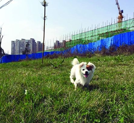 长沙一狗狗在停机坪上乱跑 被工作人员击毙