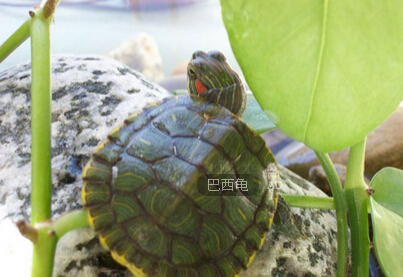 理发老人卖巴西龟“变”野生 称煮一锅汤大补