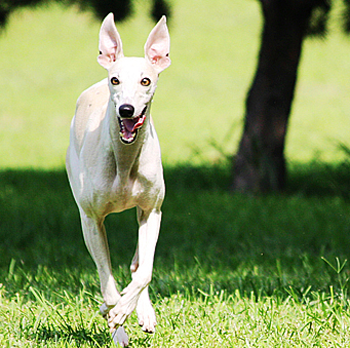 惠比特怎么训练 惠比特力量训练的方法
