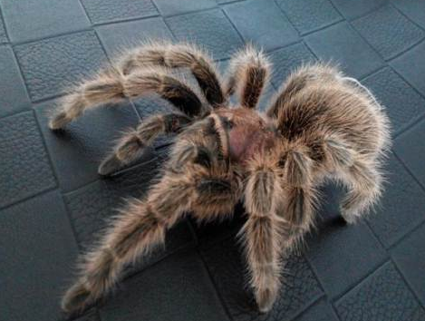 红玫瑰蜘蛛有毒吗 红玫瑰蜘蛛的毒性很低