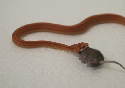 undefined{{pos:,w:,h:}}