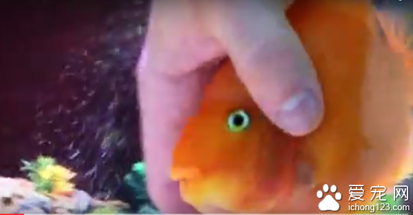 宠物鱼享受被抚摸及按摩的“弹指之间”