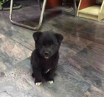 老太报警称有只恶犬 警方到场发现恶犬竟是