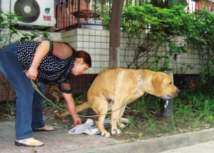 步行街成“宠物露天厕所” 市民文明养狗