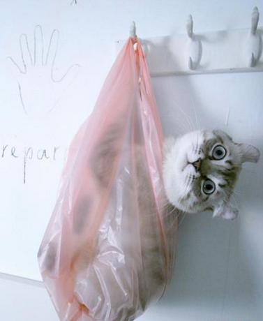 麻麻，有人要把你家喵卖啦