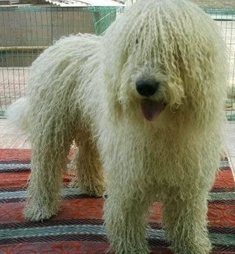 可蒙犬好养吗 该犬健康的喂养方法