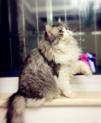 主人把猫咪送人 却倒贴1000重新带回家