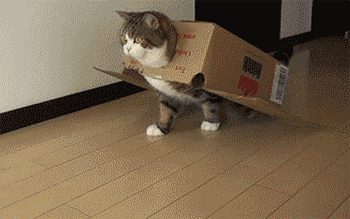 背上套着盒子的猫咪