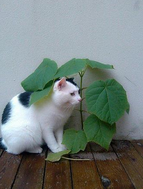 你看不见我，你看不见我