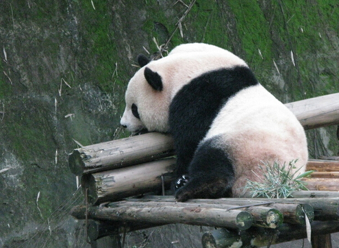 酷暑难耐 动物园大熊猫抱着冰块午睡