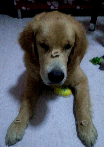 超聪明！萌犬家务健身走台步样样精通